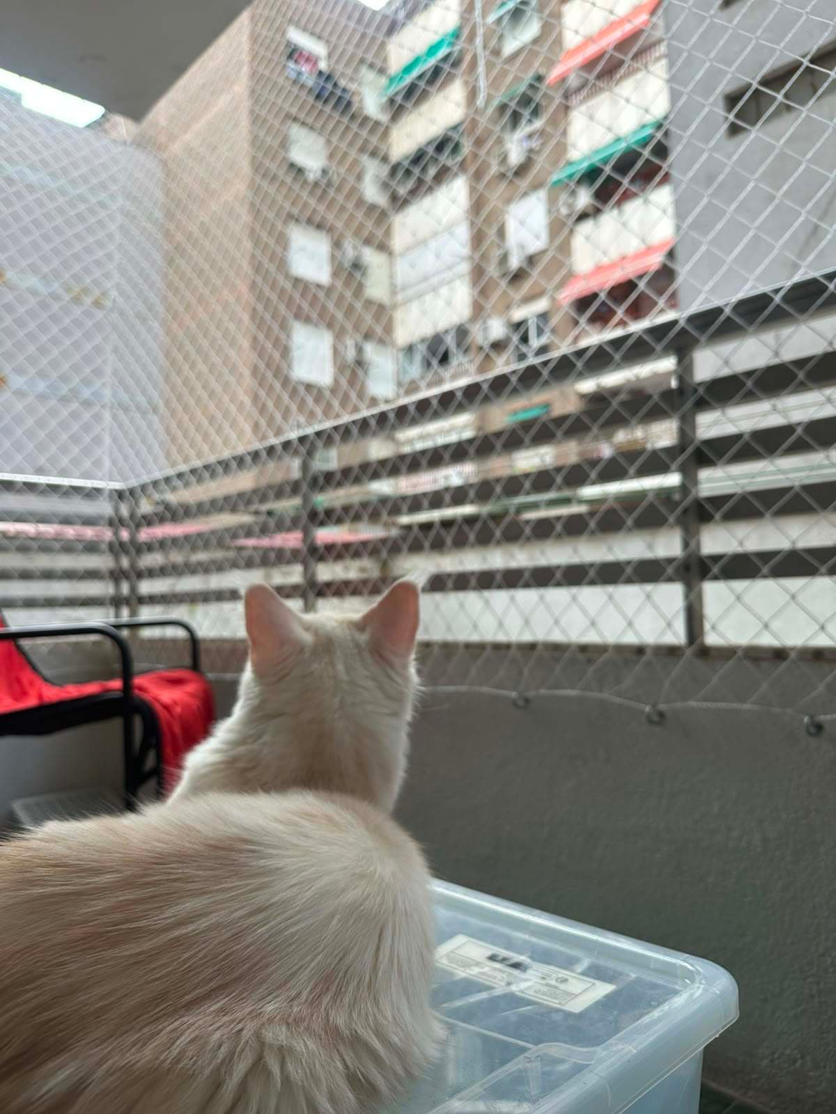 Gato de espaldas mirando hacia los edificios de enfrente a través de la red de protección del balcón