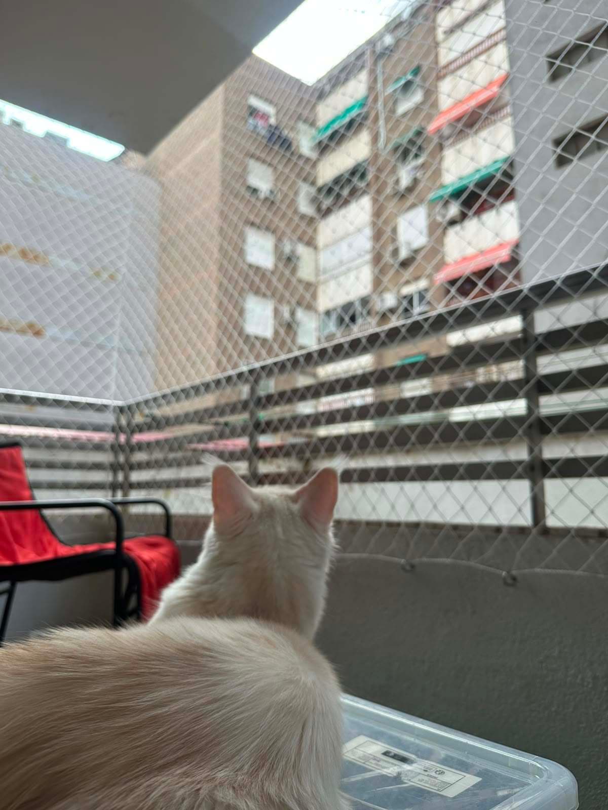 Gato de espaldas junto a una silla, mirando hacia los edificios de enfrente a través de la red de protección