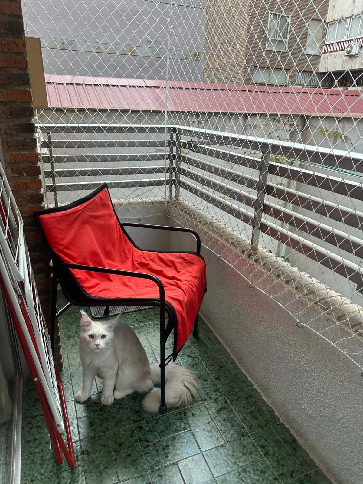 Gato blanco sentado junto a una silla en un balcón con red de protección, con tejados de zinc rojo al fondo