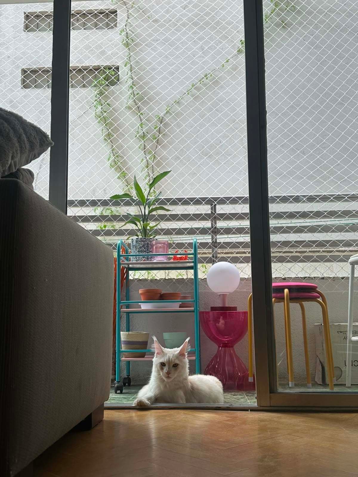 Gato tumbado en el balcón, visto desde el salón a través de la puerta corredera con red de protección